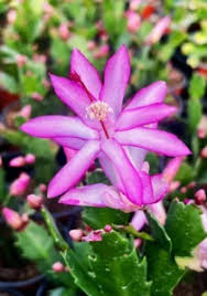 Violet Schlumbergera Flower Seeds for Planting – Heirloom NonGMO High Germination Organic Garden Seeds for Exotic Indoor Blooms
 
 Sale for planting in home garden