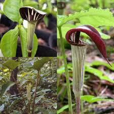 Green Arisaema Triphyllum Flower seeds for Planting - Sun Loving, Heirloom & GMO Free Seeds for Home Garden
 
 Sale seeds for home garden