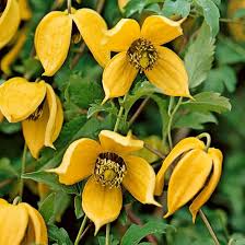 Yellow Clematis Flower Seeds for Planting – Heirloom NonGMO Organic Garden Seeds – Long Bloom Season High Germination
 
 Sale for planting in home garden