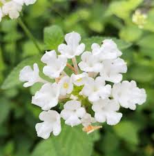 White Lantana Flower Seeds for Planting – Heirloom NonGMO Organic Garden Seeds – Hardy Variety High Germination
 
 Sale for planting in home garden