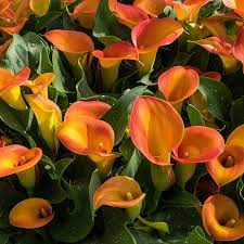 Orange Calla Flower seeds for Planting - Perfect for Borders, Heirloom & GMO Free Seeds for Home Garden
 
 Sale seeds for home garden