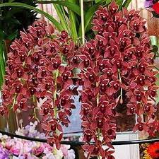 Dark Red Orchid Flower seeds for Planting - Fragrant Blossoms, Heirloom & GMO Free Seeds for Home Garden
 
 Sale seeds for home garden