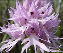 Purple Pyramid Monkey Orchid Flower seeds for Planting - Garden Favorite, Heirloom & GMO Free Seeds for Home Garden
 
 Sale seeds for planting in home garden
