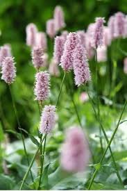 Pink Polygonum Bistorta Flower seeds for Planting - Bright Blooms, Heirloom & GMO Free Seeds for Home Garden
 
 Sale seeds for home garden