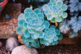 Sky Blue Echeveria Purpusorum Flower seeds for Planting - Seasonal Bloomer, Heirloom & GMO Free Seeds for Home Garden
 
 Sale seeds for home garden