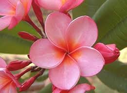 Deep Yellow Petunia Flower Seeds for Planting Heirloom NONGMO Easy to Grow Garden Seeds 
 
 Sale for planting in home garden