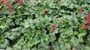Heuchera Versatile Foliage Superstars Flower seeds for Planting Drought Tolerant Heirloom & GMO Free Seeds for Home Garden 
 
 Sale for planting in home garden