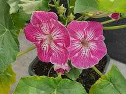 Stellulifera Flower seeds for Planting Cut Flower Favorite Heirloom & GMO Free Seeds for Home Garden
 
 Sale seeds for home garden planting