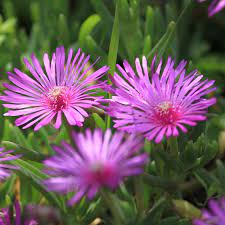 Lampranthus Roseus Flower seeds for Planting - Premium Quality, Heirloom & GMO Free Seeds for Home Garden
 
 Sale seeds for planting in home garden