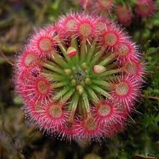 Red Drosera Flower seeds for Planting - Compact Growth, Heirloom & GMO Free Seeds for Home Garden
 
 Sale seeds for home garden