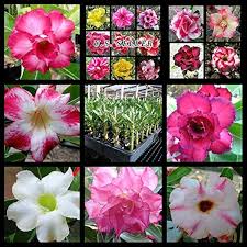Mixed Adenium Rose Flower seeds for Planting - Bright Blooms, Heirloom & GMO Free Seeds for Home Garden
 
 Sale seeds for home garden