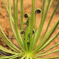 Drosophyllum Lusitanicum Carnivorous Seeds – Heirloom Non-GMO Bright Blooms for Garden Planting
 
 Sale seeds for home garden