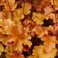 Orange Heuchera Flower seeds for Planting - Long Bloom Season, Heirloom & GMO Free Seeds for Home Garden
 
 Sale seeds for home garden