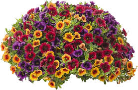 Mixed Superbells Petunia Seeds Flower seeds for Planting - Pollinator Friendly, Heirloom & GMO Free Seeds for Home Garden
 
 Sale seeds for home garden