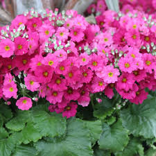 Multi Primula Malacoides Flower Seeds for Planting – Heirloom NonGMO Organic Garden Seeds – Easy to Grow High Germination
 
 Sale for planting in home garden