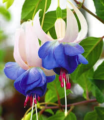 Deep Blue Fuchsia Flower Seeds for Planting – Heirloom NonGMO Organic Garden Seeds – Garden Favorite High Germination
 
 Sale for planting in home garden