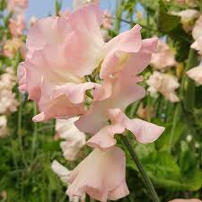 Baby Pink Sweet Pea Flower Seeds for Planting – Heirloom NonGMO Organic Garden Seeds – Vibrant Blooms High Germination
 
 Sale for planting in home garden