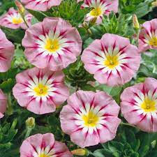 Pink Yellow Leucanthemum Flower seeds for Planting - Easy to Grow, Heirloom & GMO Free Seeds for Home Garden
 
 Sale seeds for planting in home garden