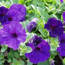 Blue Petunia Wave Flower seeds for Planting - Perfect for Borders, Heirloom & GMO Free Seeds for Home Garden
 
 Sale seeds for home garden