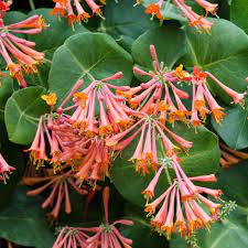 Lonicera Sempervirens Flower seeds for Planting - Vibrant Colors, Heirloom & GMO Free Seeds for Home Garden
 
 Sale seeds for home garden
