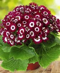 Burgundy Cineraria Flower Seeds for Planting – Heirloom NonGMO High Germination Organic Garden Seeds for ShadeLoving Blooms
 
 Sale for planting in home garden