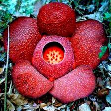 Red Conophytum Flower seeds for Planting - Shade Tolerant, Heirloom & GMO Free Seeds for Home Garden
 
 Sale seeds for home garden