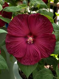 Burgundy Hibiscus Flower Seeds for Planting – Heirloom NonGMO Organic Garden Seeds – Premium Blooms High Germination
 
 Sale for planting in home garden