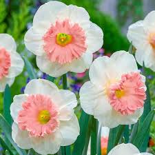 Baby Pink White Daffodil Flower Seeds for Planting – Heirloom NonGMO Organic Garden Seeds – Shade Tolerant High Germination
 
 Sale for planting in home garden