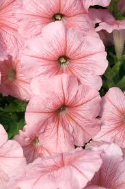 Peach Petunia Flower Seeds for Planting – Heirloom NonGMO Organic Garden Seeds – Easy to Grow High Germination Blooms
 
 Sale for planting in home garden