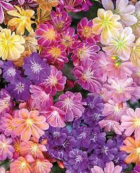 Mixed Lewisia Flower seeds for Planting - Compact Growth, Heirloom & GMO Free Seeds for Home Garden
 
 Sale seeds for home garden