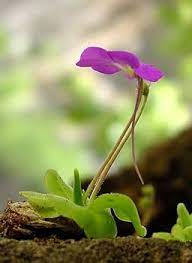 Mexican Butterwort Carnivorous Flower seeds for Planting - Hardy Variety, Heirloom & GMO Free Seeds for Home Garden
 
 Sale seeds for home garden