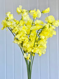 Yellow Sweet Pea Flower Seeds for Planting – Heirloom NonGMO Organic Garden Seeds – Vibrant Blooms High Germination
 
 Sale for planting in home garden