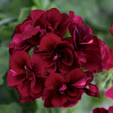 Burgundy Geranium Flower Seeds for Planting – Heirloom NonGMO Organic Garden Seeds – Sun Loving High Germination
 
 Sale for planting in home garden