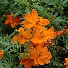Orange Bossa Nova Flower seeds for Planting - Pollinator Friendly, Heirloom & GMO Free Seeds for Home Garden
 
 Sale seeds for home garden