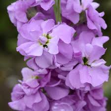 Lavender Matthiola Incana Flower Seeds Cut Flower Favorite Heirloom NonGMO Organic Garden Seeds for Planting
 
 Sale for planting in home garden