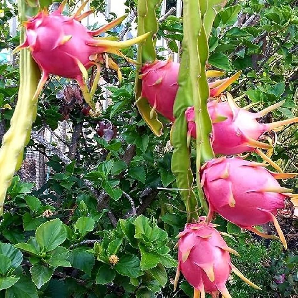 Dragon Fruit cactus with fruit and flowers