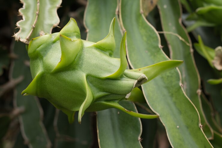 Pitaya Fruit Seeds - Easy To Grow Parrot Green For Unique And Adventurous Gardens