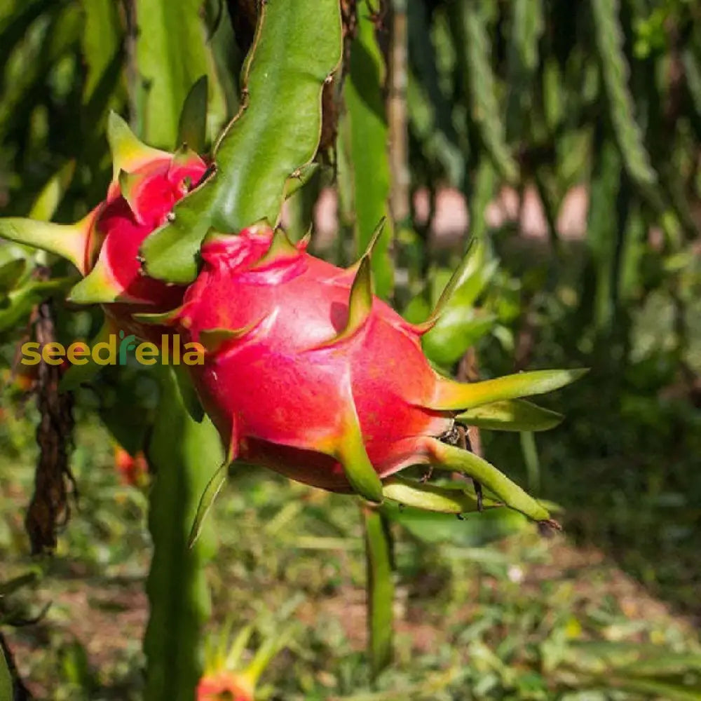 Dragon Fruit Plant Growing on Trellis in Garden
