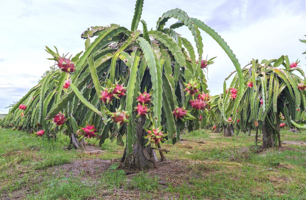 Dragon Fruit seeds for planting Hylocereus undatus