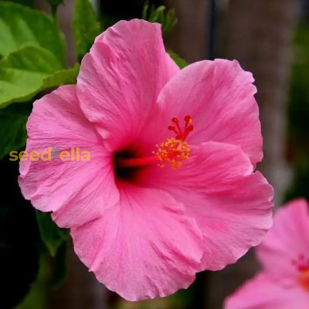 Dramatic Hibiscus Flower Seeds For Stunning Planting