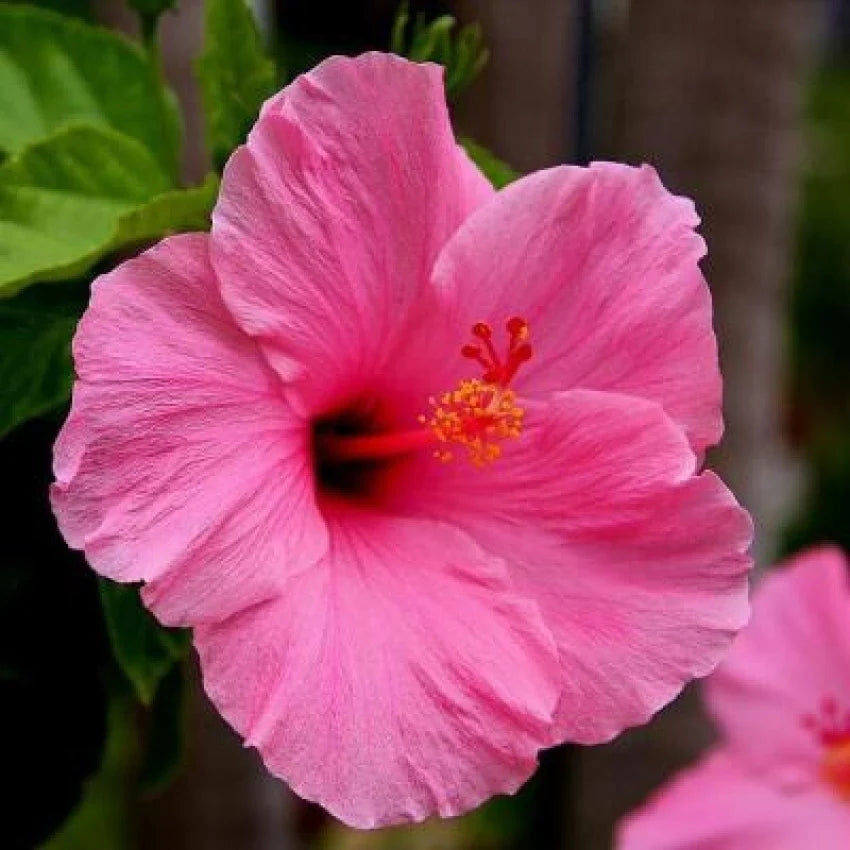 Dramatic Hibiscus Flower Seeds for Garden Planting
