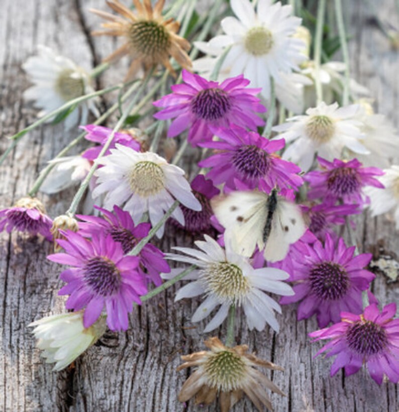 Dried Xeranthemum Flowers for Home Décor