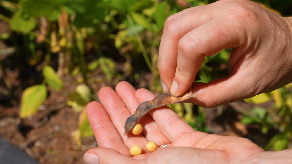 Brown Sweet Soybean Seeds For Planting