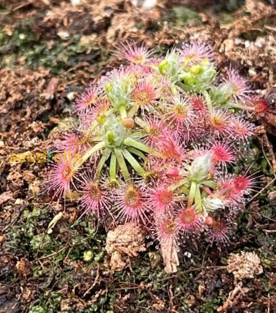 Drosera Sundew Pink Flower Seeds - Ideal For Planting