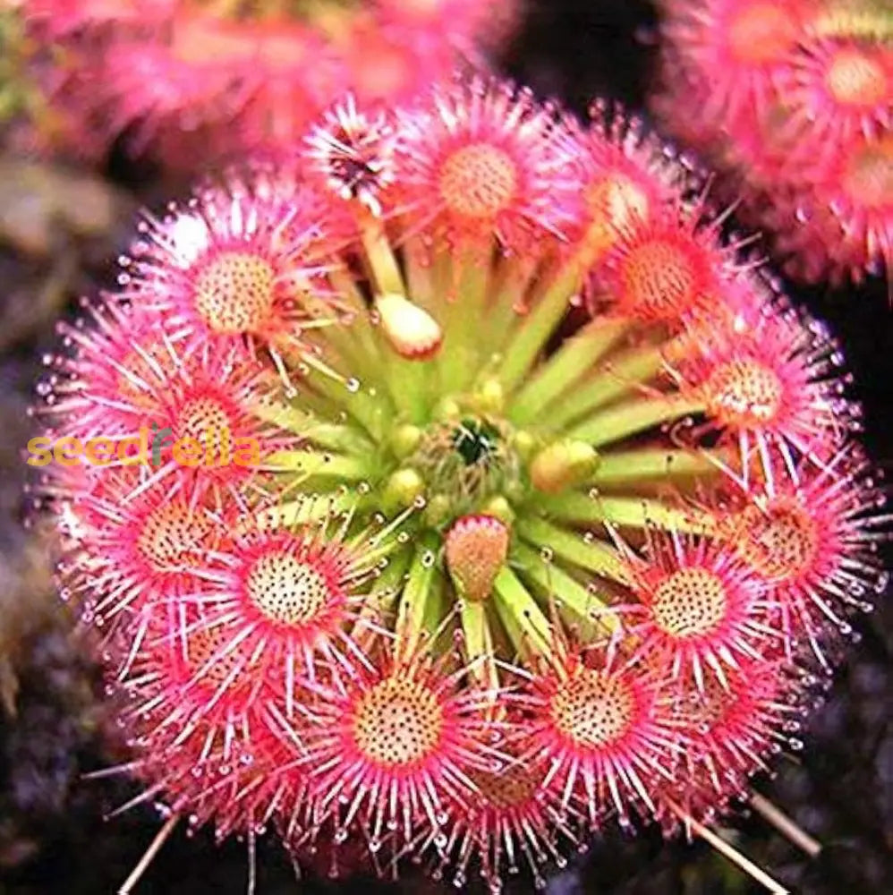 Drosera Sundew Pink Flower Seeds - Ideal For Planting