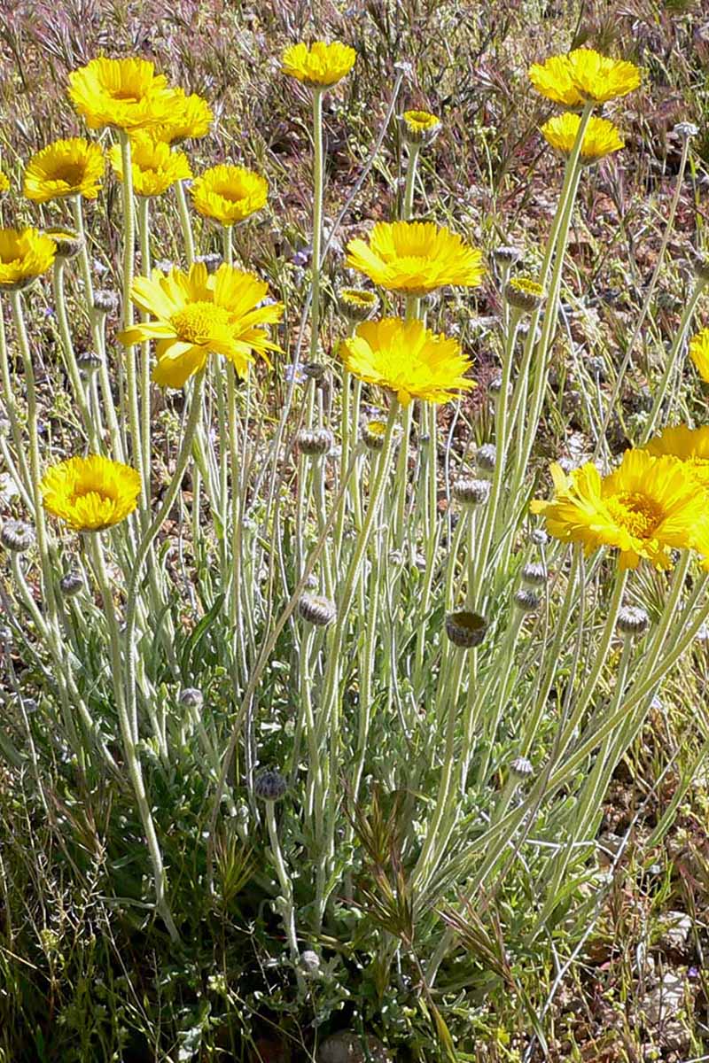 Drought tolerant Desert Marigold seeds for dry climates