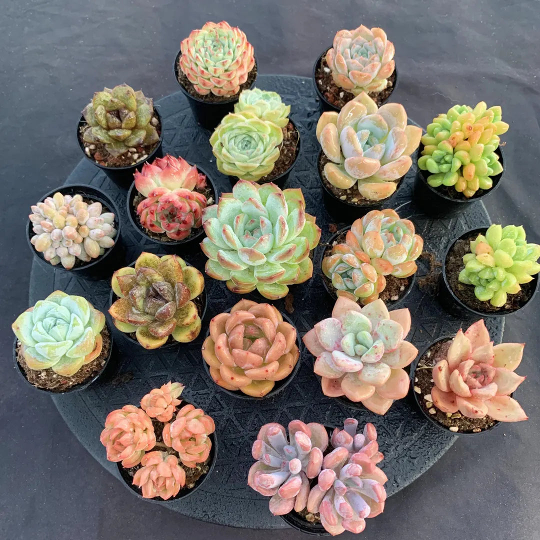 Drought-Tolerant Echeveria Seeds for Easy Care Gardening