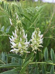 Drought-tolerant American Licorice seeds native plant