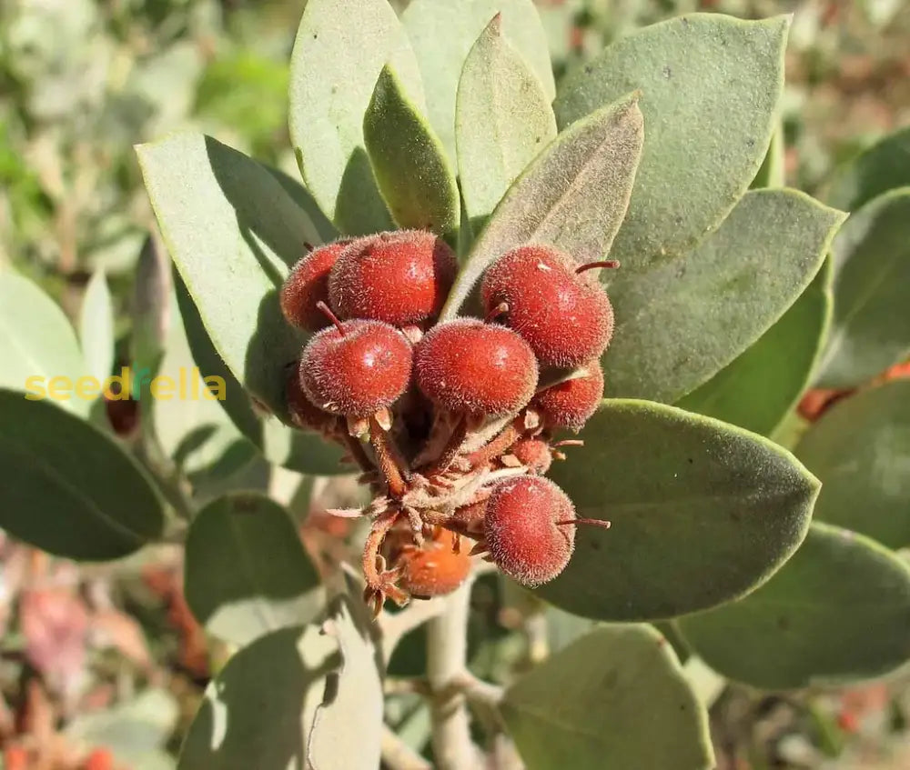 Drought Tolerant Manzanita Seeds Easy to Grow