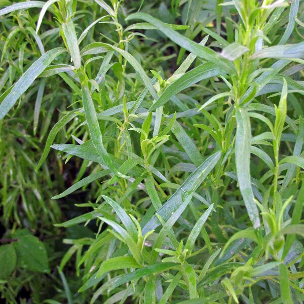 Drought-tolerant Russian Tarragon with slender green leaves